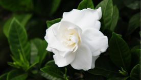 Esta planta se destaca por sus flores blancas, sus hojas brillantes y su perfume intenso. Esta planta se destaca por sus flores blancas, sus hojas brillantes y su perfume intenso.