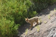 las aventuras del zorro colorado