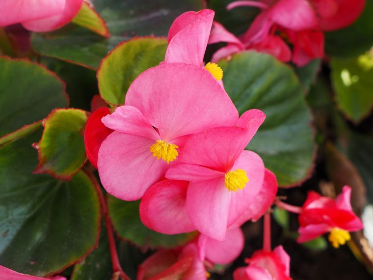 Begonia. Foto: Fuente: Shutterstock
