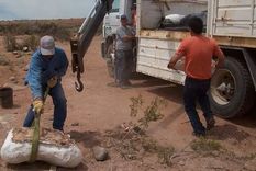 Investigadores del Conicet identificaron una nueva especie de dinosaurio saurópodo que habitó la Patagonia hace unos 83 millones de años.&nbsp;