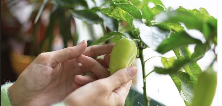 Aprende a cultivar tu propio alimento en casa Foto: Shutterstock