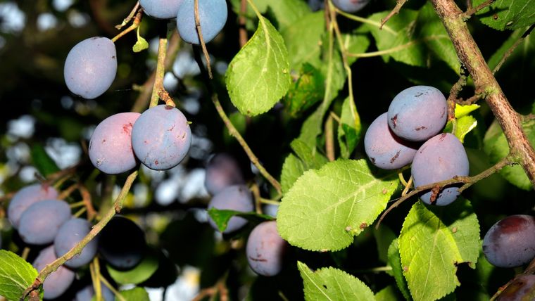 El árbol de la ciruela damascena necesita luz solar para desarrollar sus frutos. Foto: spain.inaturalist.org