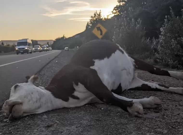 La vaca murió tras ser impactada de lleno por la camioneta. (Imagen ilustrativa)