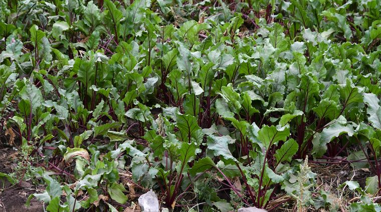 Con tecnología creada en la provincia, Mendoza suma inteligencia artificial para monitorear plagas, reducir agroquímicos y evitar pérdidas productivas. Con tecnología creada en la provincia, Mendoza suma inteligencia artificial para monitorear plagas, reducir agroquímicos y evitar pérdidas productivas.
