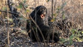 La violencia entre chimpancés puede hablar sobre el origen de los conflictos humanos.