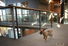 en plena campana macri lanza el twitter de su perro