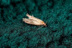 Las polillas se alimentan de los tejidos de las prendas. Foto: Shutterstock