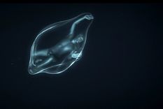 alucinaciones de un buzo tras 5 minutos sin oxigeno