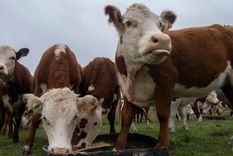 En Uruguay hay 11,3 millones de vacas y 3,4 millones de personas, lo que lo convierte en el país con más ganado per cápita del mundo. En Uruguay hay 11,3 millones de vacas y 3,4 millones de personas, lo que lo convierte en el país con más ganado per cápita del mundo.