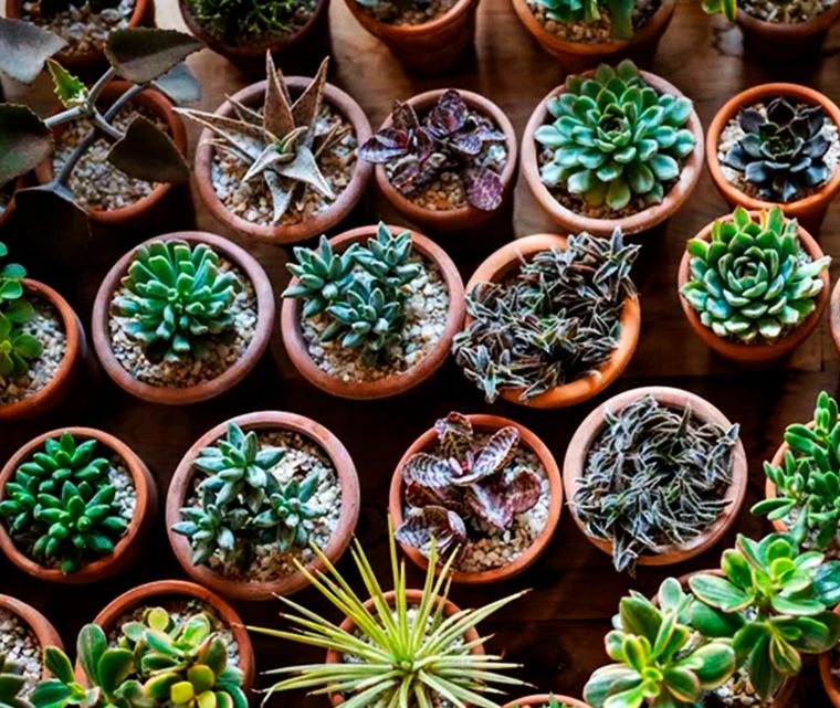 Muchas personas prefieren las plantas de interior pequeñas ya que son más fáciles de incorporar en un espacio de cualquier tamaño. Foto: Dmitrii Marchenko - homesandgardens.com