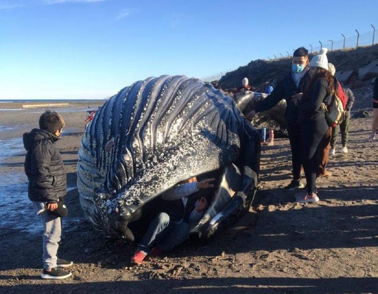 Algunas personas se metieron dentro de la boca de la ballena muerta para tomarse fotos