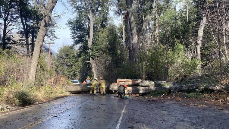 Hubo decenas de árboles caídos debido al temporal en Bariloche, lo que provocó el corte de algunas calles de la ciudad patagónica.&nbsp;