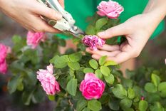 Cuándo podar el rosal de tu jardín. (Shutterstock). Foto: Shutterstock