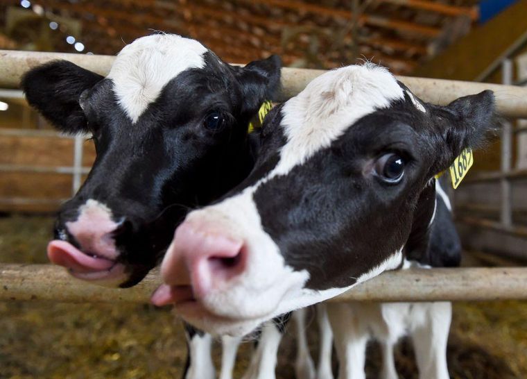 La carne vacuna es uno de los principales puntos de negociación con Estados Unidos. La carne vacuna es uno de los principales puntos de negociación con Estados Unidos.