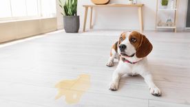 Muchas personas eligen alternativas indoor para que sus perros hagan sus necesidades dentro de casa. Foto: Shutterstock Muchas personas eligen alternativas indoor para que sus perros hagan sus necesidades dentro de casa. Foto: Shutterstock
