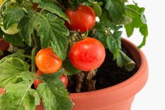 JARDÍN Los tomates pueden crecer en macetas por un tiempo Foto: SHUTTERSTOCK
