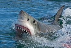 Una mujer fue herida por un tiburón en Rockaway Beach. Foto ilustrativa Foto: Shutterstock