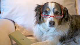 Haz estos juegos con tu mascota y notarás algo sorprendente Foto: Shutterstock