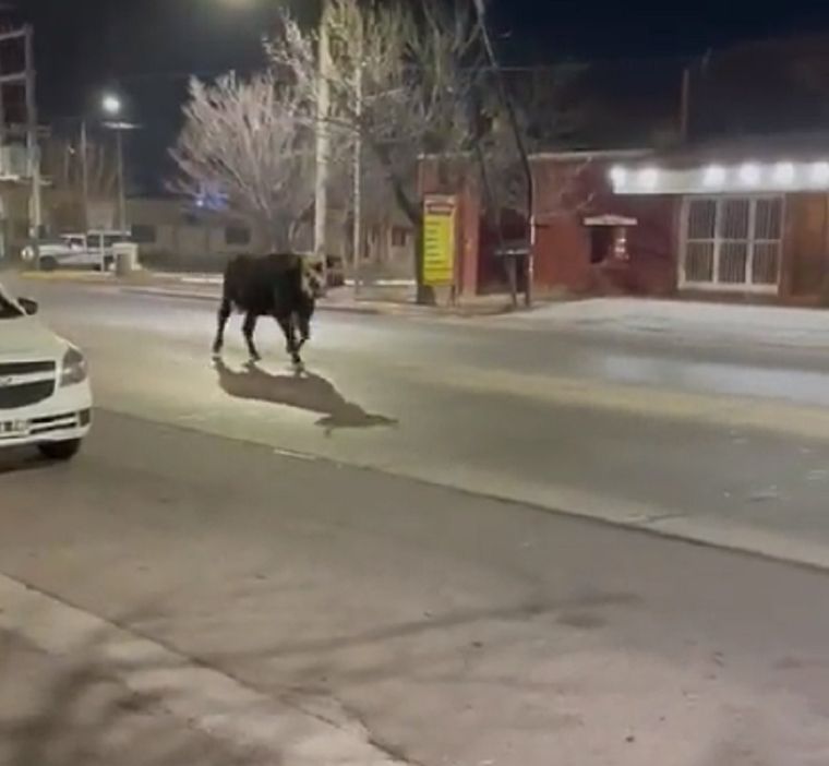 El animal causó asombro y preocupación Foto: Captura de pantalla (Twitter @javi_costarelli)