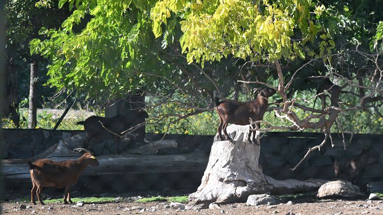 Hay poco más de 1.000 animales en el Ecoparque. Hay poco más de 1.000 animales en el Ecoparque.