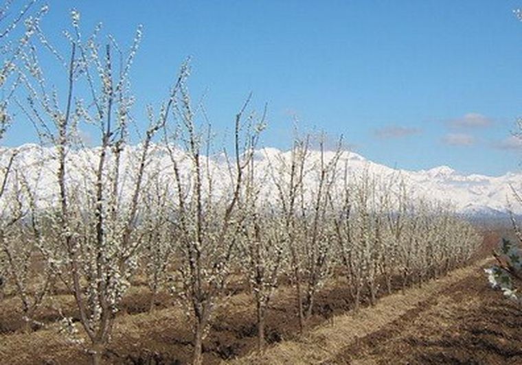 La temperatura crítica para el ciruelo en flor abierta es de –2,2ºC.