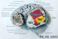 La científica que usa sushi para explicar el funcionamiento del cerebro