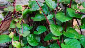Este tipo de verduras son ideales para tener en los balcones. Este tipo de verduras son ideales para tener en los balcones.