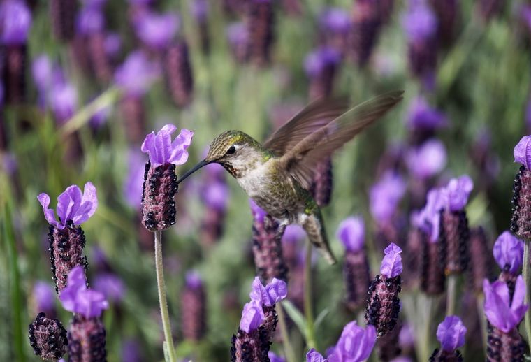 Esta una de las plantas que no puede faltar en tu jardín Foto: SHUTTERSTOCK