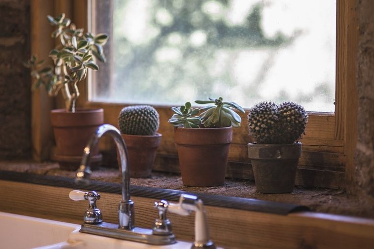 Los cactus son plantas que recomiendan tener en el exterior. Los cactus son plantas que recomiendan tener en el exterior.
