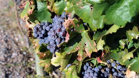 El Malbec se ha convertido en el emblema de la vitivinicultura argentina, aunque hay muchas cosas que no sabemos de él. Foto: ALF PONCE MERCADO / MDZ