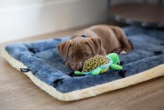 El nombre de tu nueva mascota puede estar inspirado en un personaje animado Foto: SHUTTERSTOCK El nombre de tu nueva mascota puede estar inspirado en un personaje animado Foto: SHUTTERSTOCK