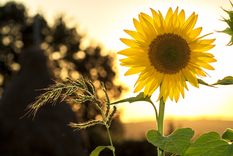 Los niveles de exportación del aceite de girasol y sus derivados alcanzaron números que no se veían desde 2006 en el país. Foto: Pexels