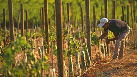 Un acuerdo muy importante para la vitivinicultura Foto: Archivo MDZ