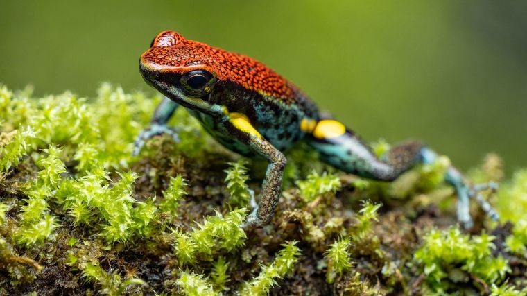 La rana dardo ecuatoriana produce una toxina 200 veces más potente que la morfina.