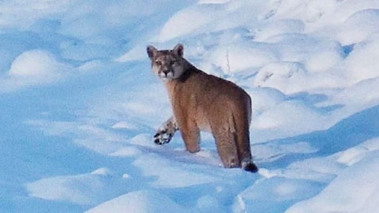 Santa Cruz prohibió la caza de pumas. Foto: Archivo