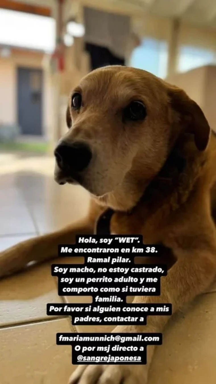 La historia del rescate del perro de María Eugenia Suárez que conmovió a sus seguidores. La historia del rescate del perro de María Eugenia Suárez que conmovió a sus seguidores.
