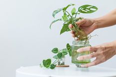 Llena tu jardín con plantas hermosas. Foto: Shutterstock