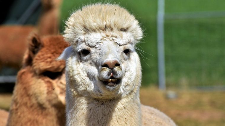 La alpaca puede tener el secreto.