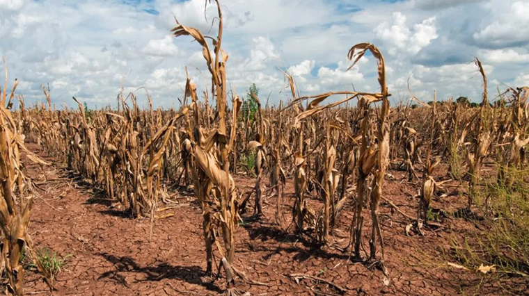 La sequía generó un agujero de más de US$ 21.000 millones por caída de exportaciones, y son dólares que hoy le faltan al Banco Central.