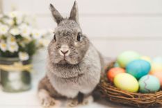 9 curiosidades sobre el conejo de pascuas que seguro no sabias