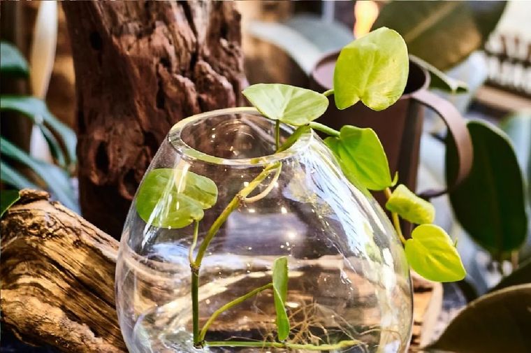 Es clave observar a tu planta para saber si está sufriendo. Puede afectarla una plaga, exceso o falta de riego, o de luz. Foto: @claudivalentina