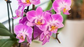 Las flores, sin dudas la mejor manera de adornar y perfumar tu casa Foto: SHUTTERSTOCK