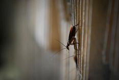 Las cucarachas son una plaga que pueden poner el riesgo tu salud. Foto: El Comercio Perú