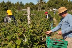 La agricultura es una de las actividades principales en Argentina Foto: Archivo MDZ