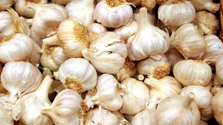 Ajo, un alimento aliado para la salud Ajo, un alimento aliado para la salud