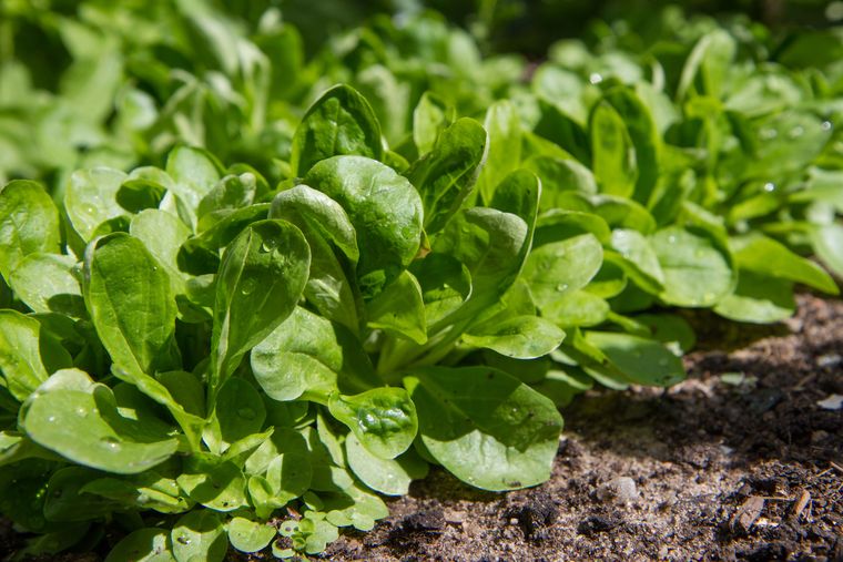 La planta para disfrutar en ensaladas. Fuente: Shutterstock. La planta para disfrutar en ensaladas. Fuente: Shutterstock.