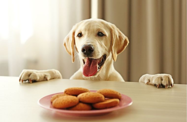 Recetas Snacks para perros Foto: Shutterstock