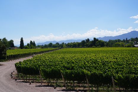 La vitivinicultura mendocina llega con luces y sombras a un nuevo festejo de la Fiesta Nacional de Vendimia. La vitivinicultura mendocina llega con luces y sombras a un nuevo festejo de la Fiesta Nacional de Vendimia.