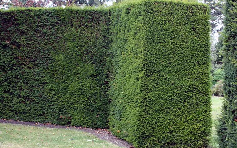 Imagen: Taxus baccata (tejo) - Foto: crocus.co.uk Imagen: Taxus baccata (tejo) - Foto: crocus.co.uk