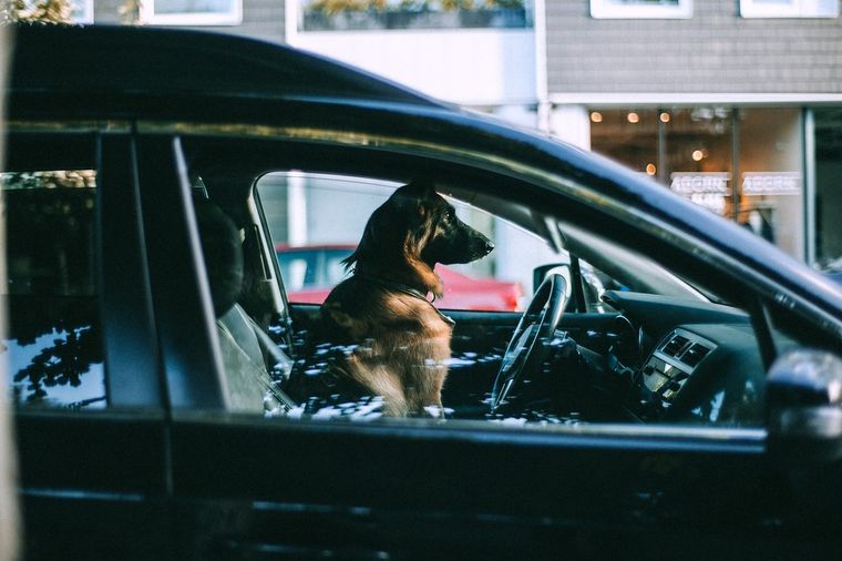 Perros Conoce cómo trasladar a tus mascotas de forma segura en el coche Foto: Pexels